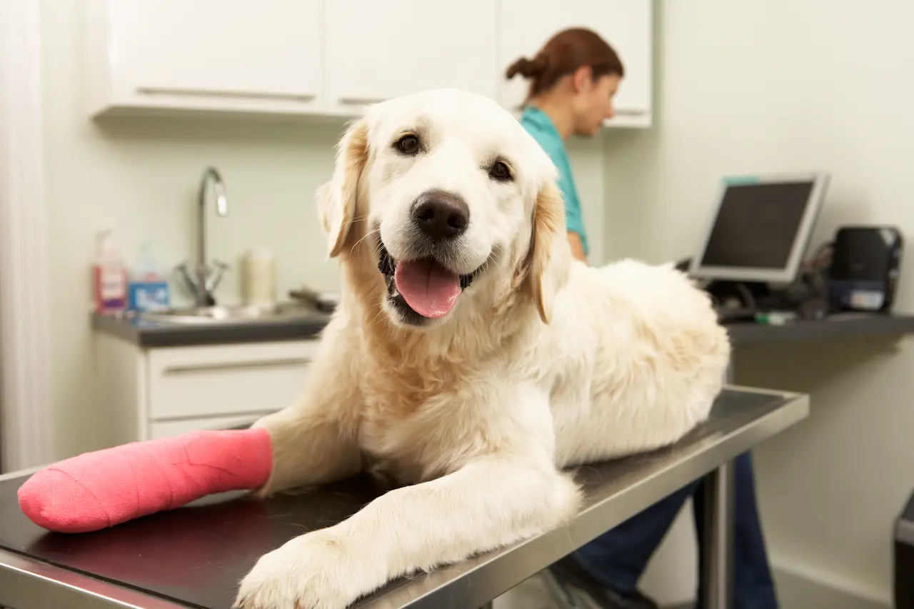 Dog with a pink cast on broken leg